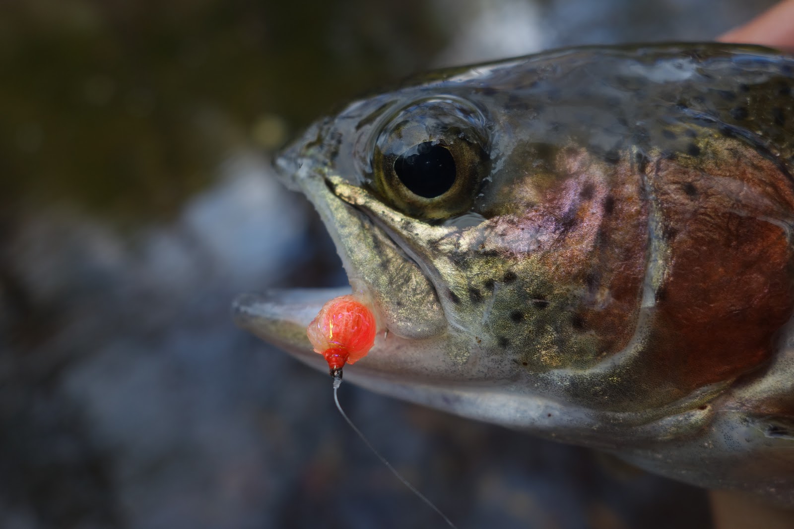 Connecticut Fly Angler: Steak and Eggs, and Sewer Trout