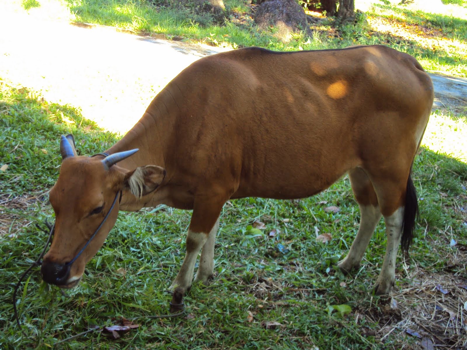 GAMBAR SAPI BALI 1 HARGA SAPI