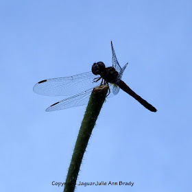 Dance of the Dragonfly step 4