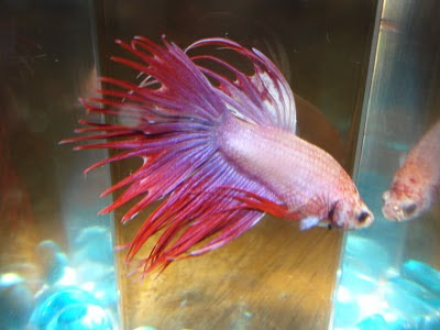 crowntail betta