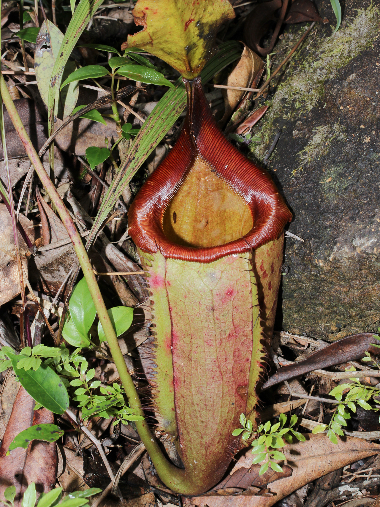 Palawan pitcher plant Nepenthes deaniana photo by Jojo De Peralta