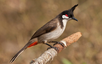 Suara Burung Kutilang