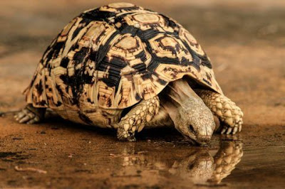 Leopard Tortoise