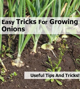 #Gardening : 8 Tricks For Growing Onions