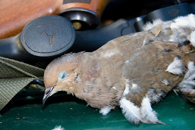 benelli and dove