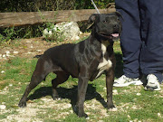 15/01/2012: Teramo. Taka, una stupenda pitbull di 20 mesi che passa le sue . (taka teramo)