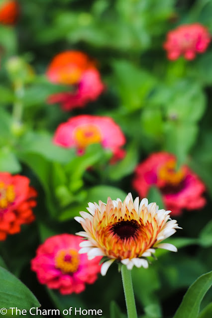 Cottage Garden