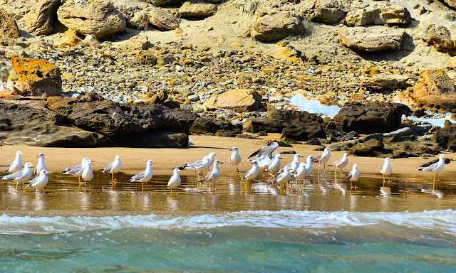 Astola Island, Pasni Pakistan