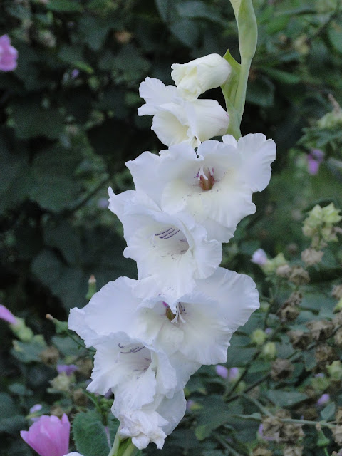 white glads