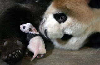 really cute tiny baby panda bear photo looked after by mother