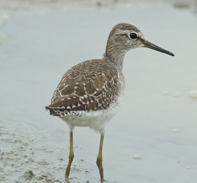 Wood Sandpiper (Tringa glareola)