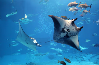 Manta Ray Snorkel Big Island