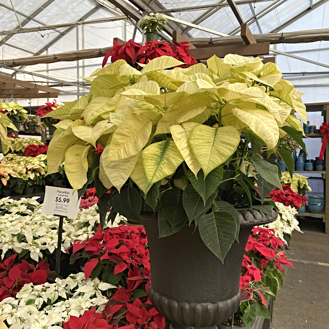 large winter white poinsettia