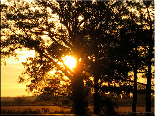 sunset through the trees