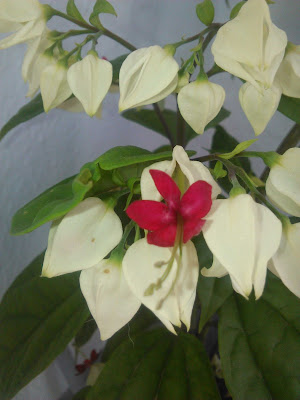 clerodendro blanco