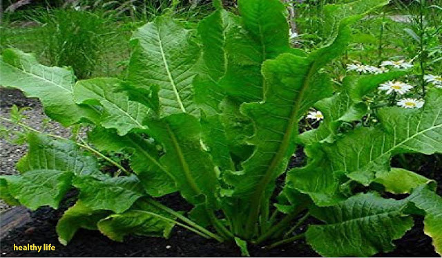 Horseradish - the only plant capable of drawing salt through the skin pores