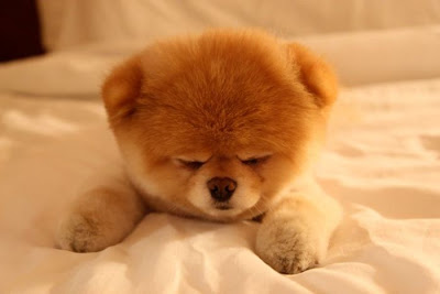 Meet Boo the Cutest Pomeranian Dog Seen On www.coolpicturegallery.us