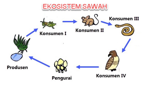 tema-5-kelas-5-subtema-2