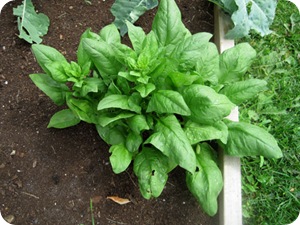 spinachlot