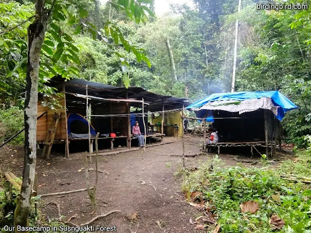 rainforest tour in Arfak mountains of Manokwari