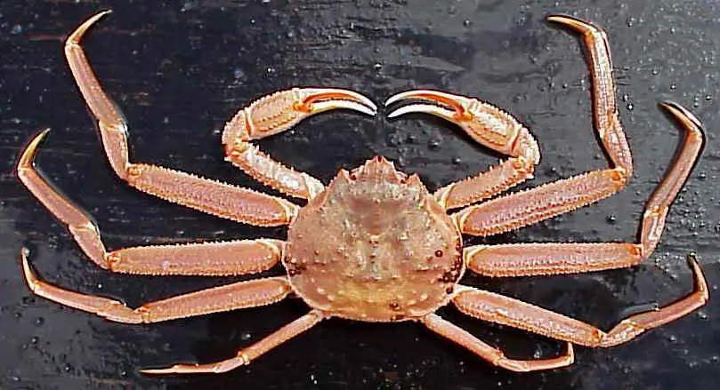 Top 10 Largest Crab Species In The World