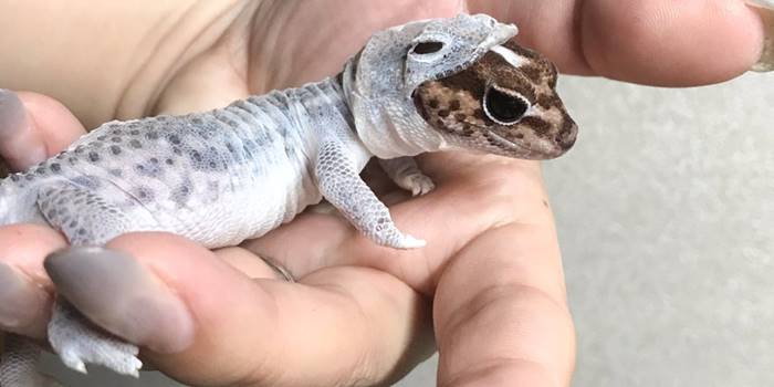 This tiny gecko is shedding its skin, looks like wearing a tiny gecko costume