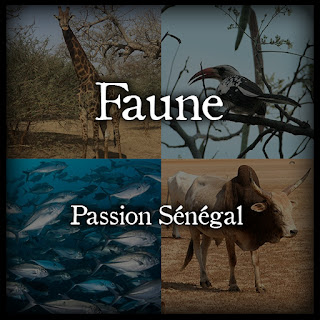 Faune du Sénégal, animaux sauvages et domestiques, oiseaux, poissons, reptiles, insectes, mammifères terrestres et marins du territoire sénégalais - Passion Sénégal