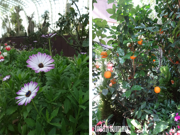 Orange tree