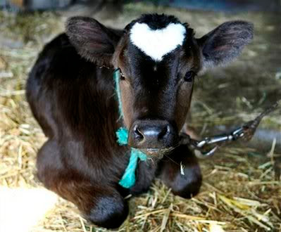 heart shape on animals body picture