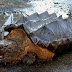 Stupor in Russia by the emergence of a "turtle dinosaur" banks of a river.