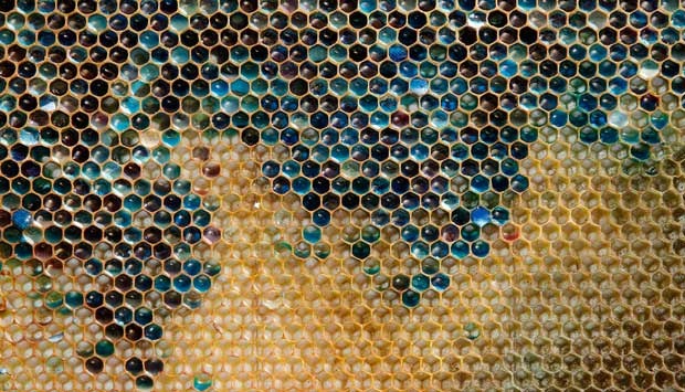 Wow, Lebah Ini Menghasilkan Madu Warna Warni! [ www.BlogApaAja.com ]