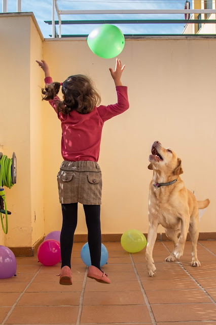 Suelo rodeado de globos, niña de espalda saltando, de frente el perro labrador también saltando para intentar coger un globo en lo alto