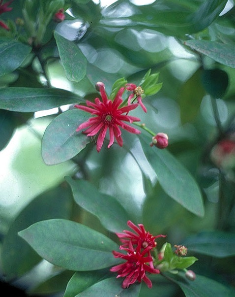 Hồi Núi-Illicium griffithii-Nguyên liệu làm thuốc Có Chất Độc