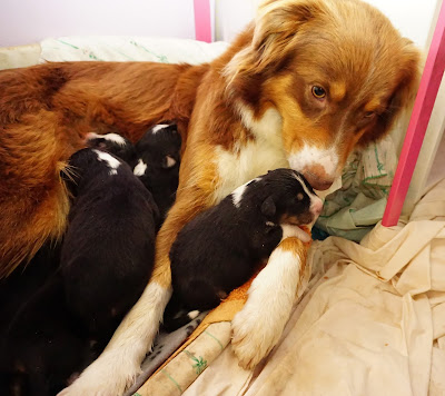 cachorros pastor australiano e mãe