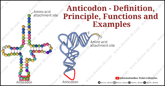 Definition, Principle, Functions, and Examples of Anticodon