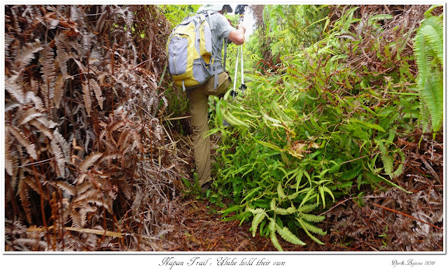 Napau Trail: Uluhe hold their own