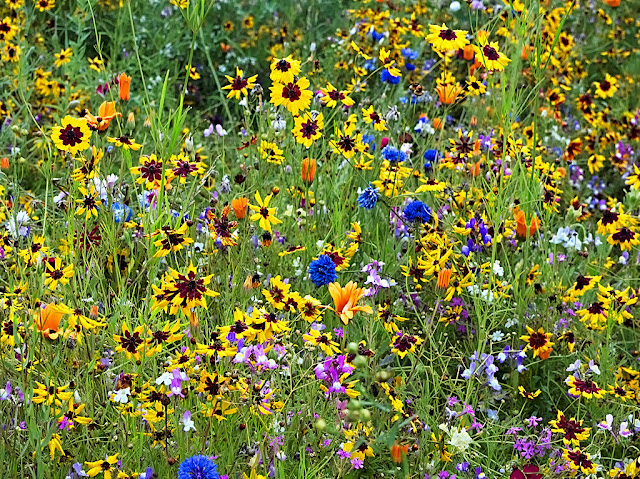 Overview of meadow 