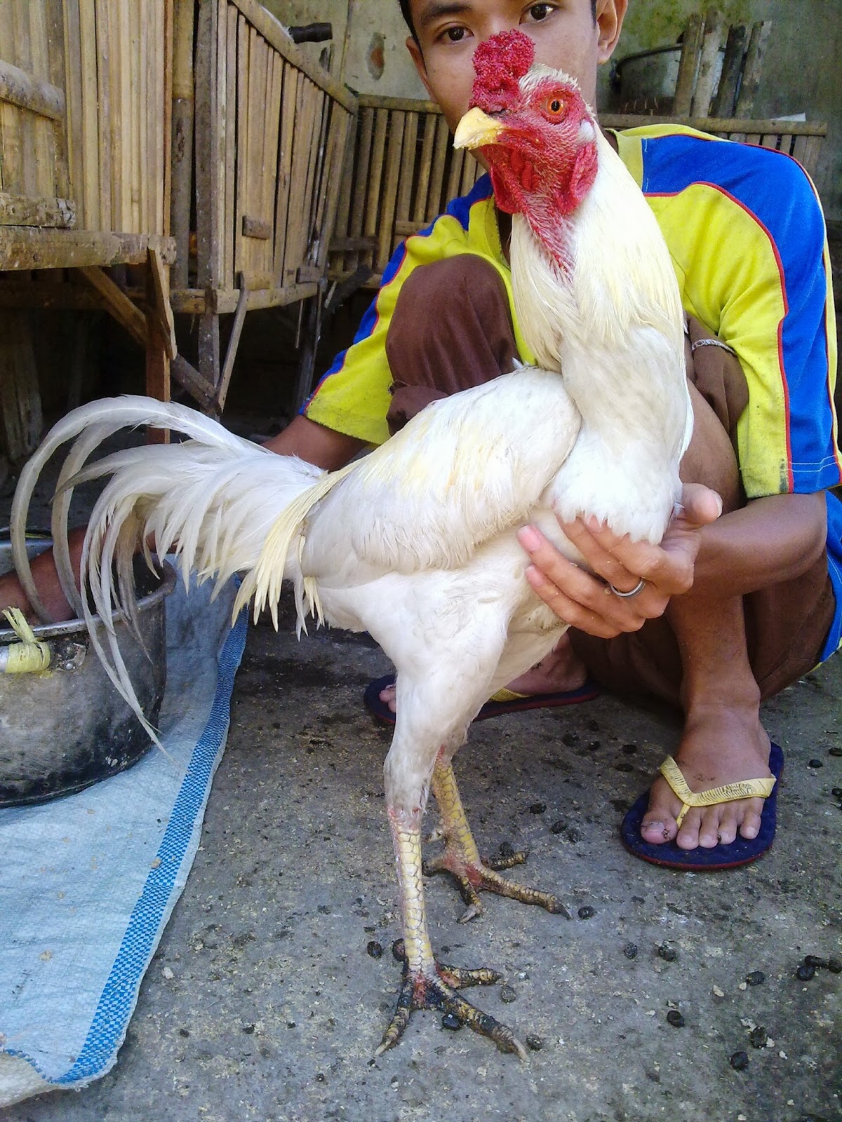 Manfaat Dan Khasiat Ayam Jago Putih Mulus Jual Tas Ayam Jago