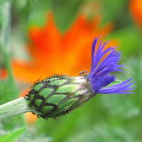 Centaurea montana - perennial cornflower