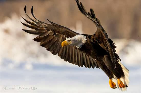 3D Flying Bald Eagle HD Wallpaper Free