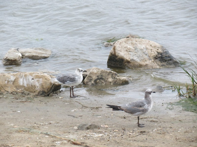 Laughing Gulls