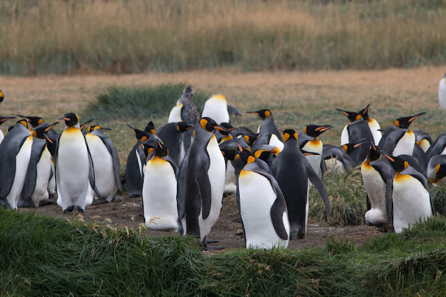Pinguim rey, aves, Patagonia, birds, Biodiversity 