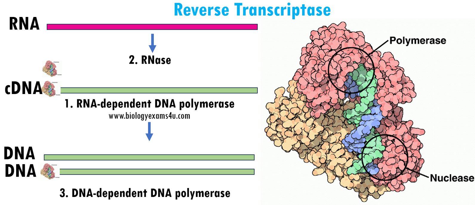 Reverse Transcriptase Enzyme and 3 Catalytic Functions and Applications