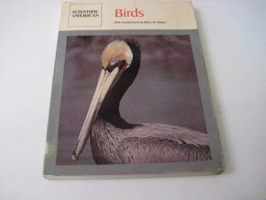 Birds: Readings from Scientific American