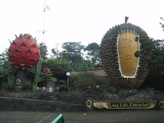  Bogor menunjukkan daerah untuk anda penikmat durian Warso Farm Surganya Para Pencinta Durian Dibogor