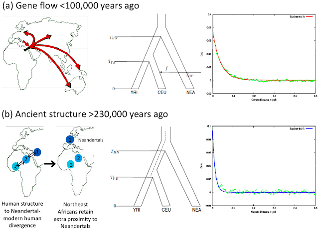 Dating the last common ancestor of modern humans and neanderthals