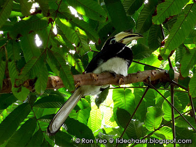 Oriental Pied Hornbill (Anthracoceros albirostris)