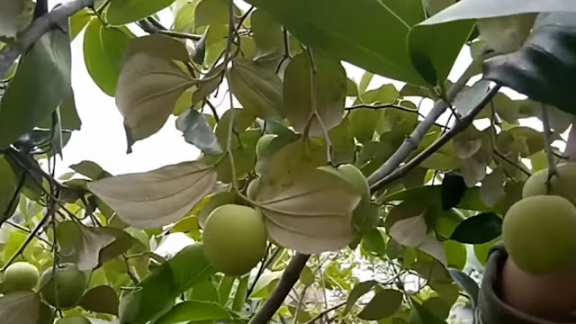 Buah manis renyah berwarna kuning