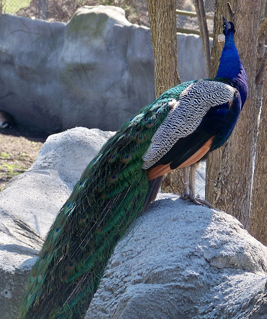 The male peafowl has a blue head and neck, multiple colors on its body, and long, green tail features.