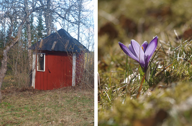 udedas - haveskur - rödfärg - simpelt byggeri - krokus